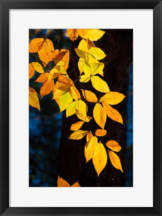 Framed Sunlight Filtering Through Colorful Fall Foliage Print