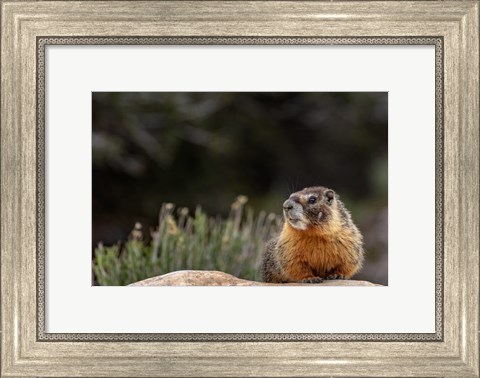 Framed Yellow Bellied Marmot In Great Basin National Park, Nevada Print