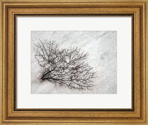 Framed Oregon, Coos Bay Abstract Of Sea Fan Print