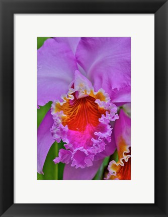 Framed Orchids In Longwood Gardens Conservatory, Pennsylvania Print