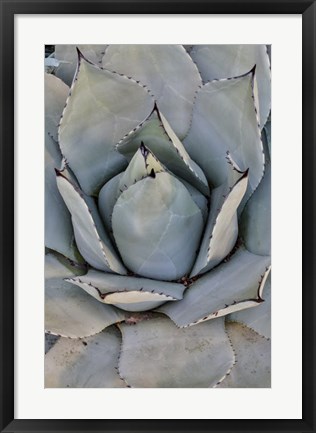 Framed Silver Toned Succulent, Longwood Gardens Conservatory, Pennsylvania Print