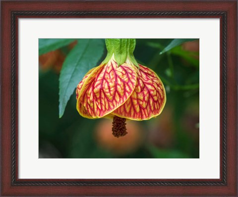 Framed Close-Up Of A Abutilon &#39;Red Tiger&#39; Print