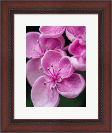 Framed Hydrangea Macrophylla &#39;Ayesha&#39;, Lilac Pink Print