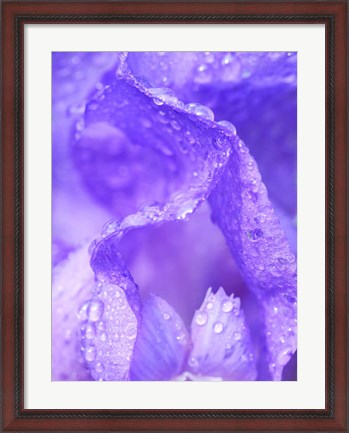 Framed Close-Up Of Dewdrops On A Purple Iris 1 Print