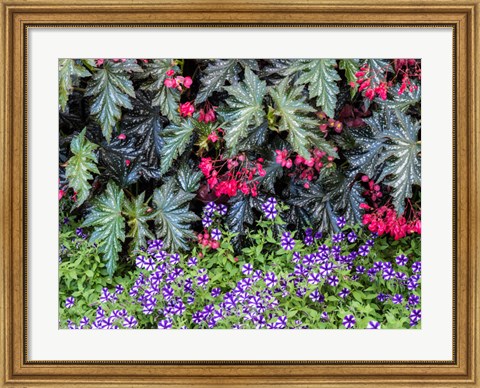 Framed Indoor Garden With A Variety Of Spring Blooming Flowers Print