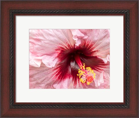 Framed Close-Up Of A Hibiscus Flower Print