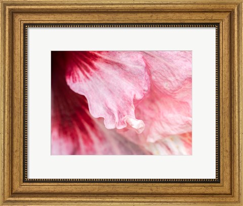 Framed Pennsylvania, Close-Up Of A Hibiscus Flower Print