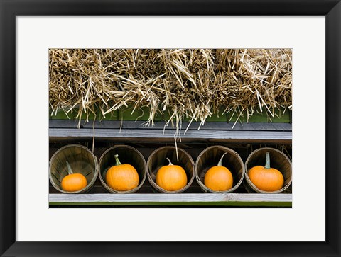 Framed More Pumpkins Print