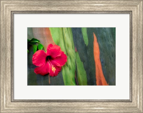 Framed Hibiscus Print