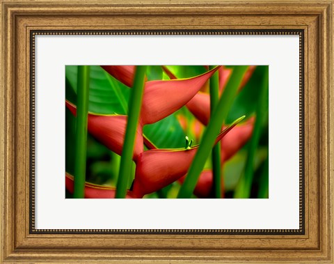 Framed Floral Details Print