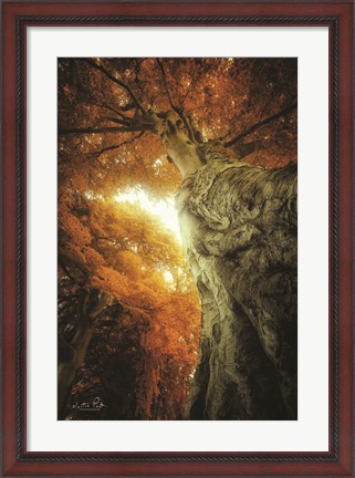 Framed Look Up Autumn Print