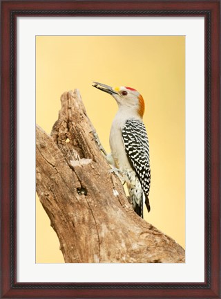 Framed Golden-Fronted Woodpecker Eating A Seed, Linn, Texas Print