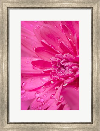 Framed Pink Mum 2 Print