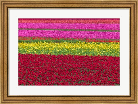 Framed Row Patterns Of Tulips Print