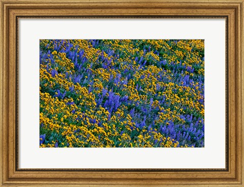 Framed Wildflowers Bloom On Hillside Print