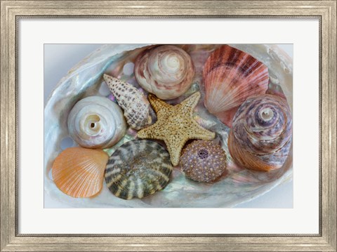 Framed Collection Of Pacific Northwest Seashells Print