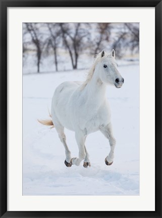 Framed White Horse Running In The Snow Print