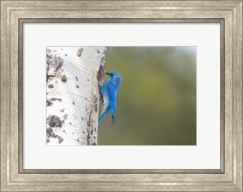 Framed Male Mountain Bluebird Perching At Its Nest Hole Print