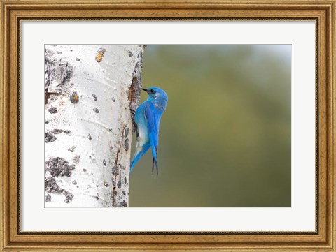 Framed Male Mountain Bluebird Perching At Its Nest Hole Print