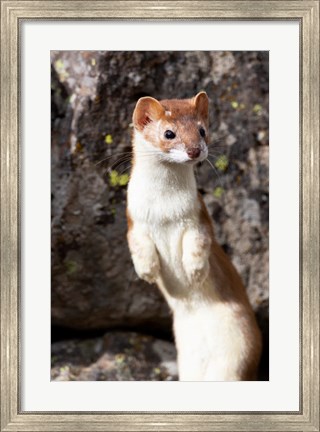 Framed Portrait Of A Long-Tailed Weasel Print