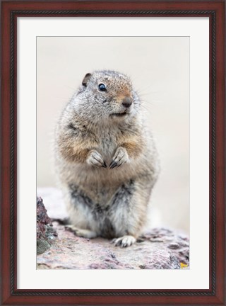 Framed Richardson&#39;s Ground Squirrel Print