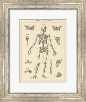 Framed Skeleton Chart Print