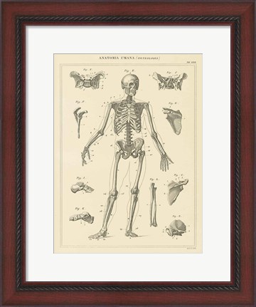 Framed Skeleton Chart Print