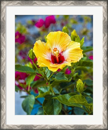 Framed Close-Up Of Hibiscus Flower Print