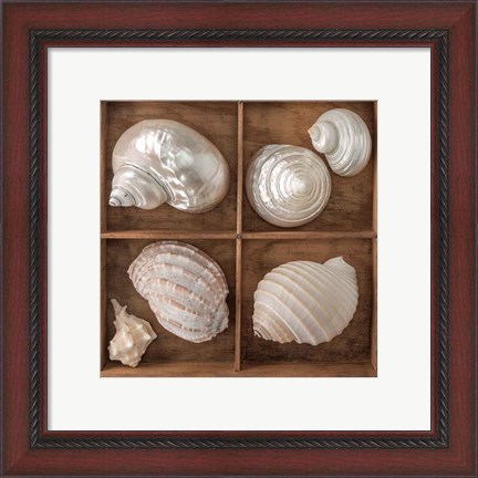 Framed Seashells Treasures II Print