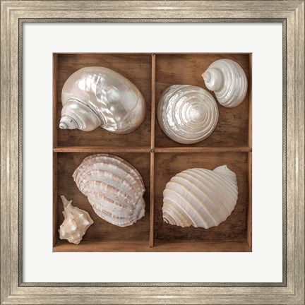 Framed Seashells Treasures II Print