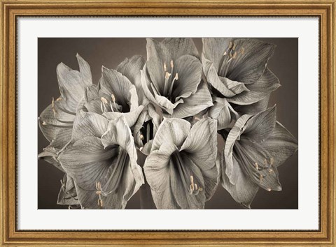 Framed Grand Floral Print