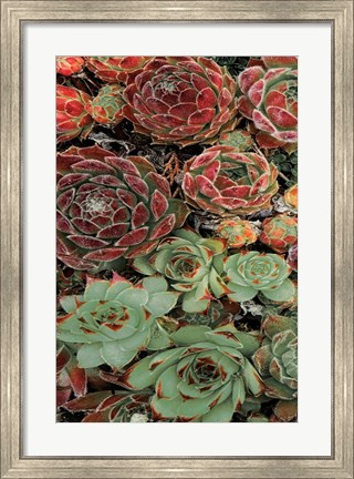 Framed Succulent Collection I Print