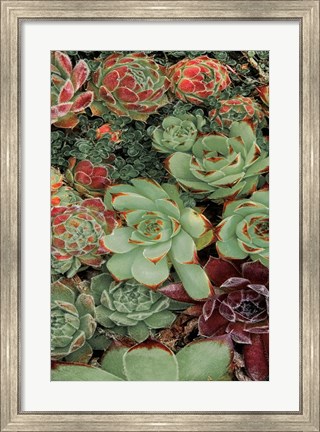 Framed Succulent Collection II Print