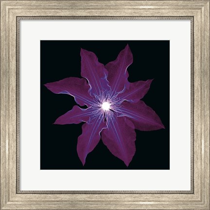 Framed Clematis Print