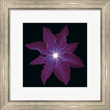 Framed Clematis Print