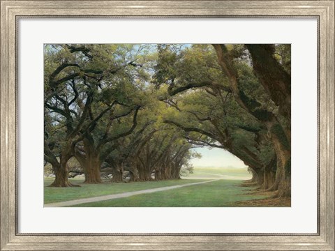 Framed Alley Of The Oaks Print