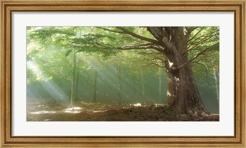 Framed Lights Print