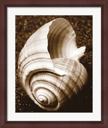 Framed Sea Gallery IV Print