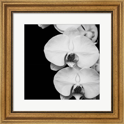 Framed Orchid Portrait II Print