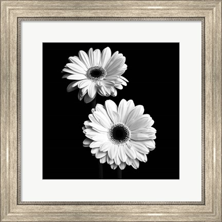 Framed Gerbera Portrait I Print