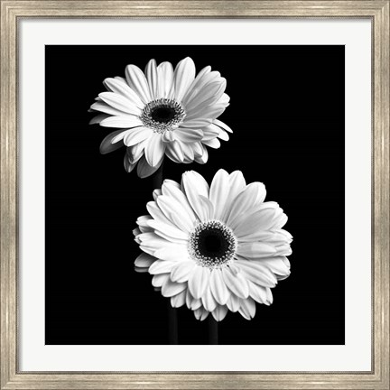 Framed Gerbera Portrait I Print