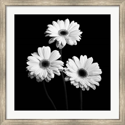 Framed Gerbera Portrait II Print