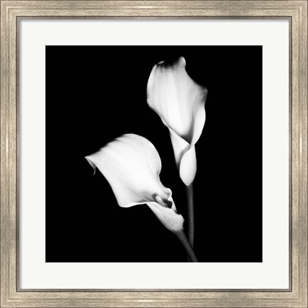 Framed Calla Portrait I Print