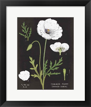 Framed White Poppy Chart Print