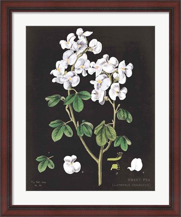 Framed White Sweet Pea Chart Print