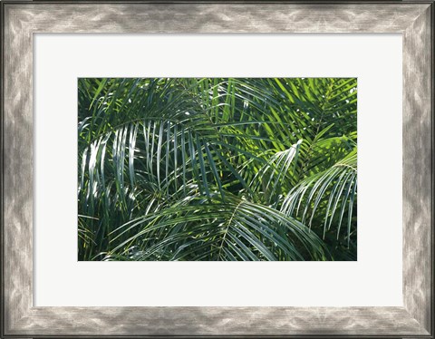 Framed Tropical Fronds Print