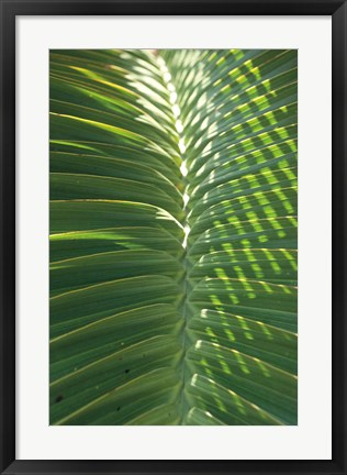 Framed Palm Detail I Print