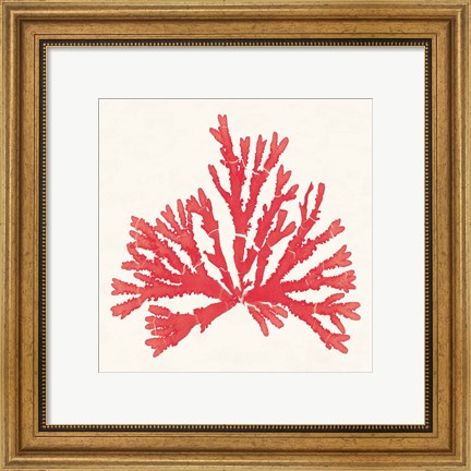 Framed Pacific Sea Mosses IV Red Print