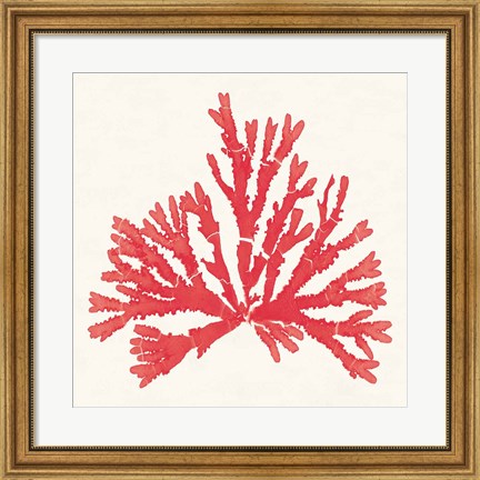 Framed Pacific Sea Mosses IV Red Print