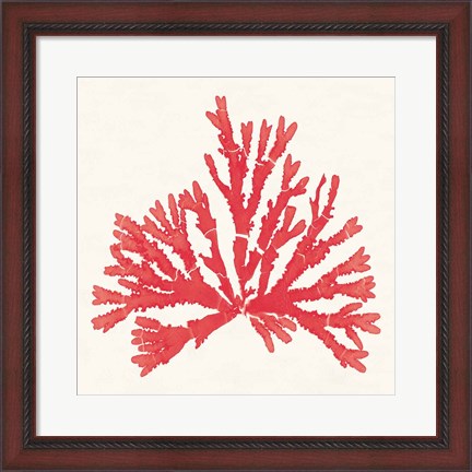 Framed Pacific Sea Mosses IV Red Print